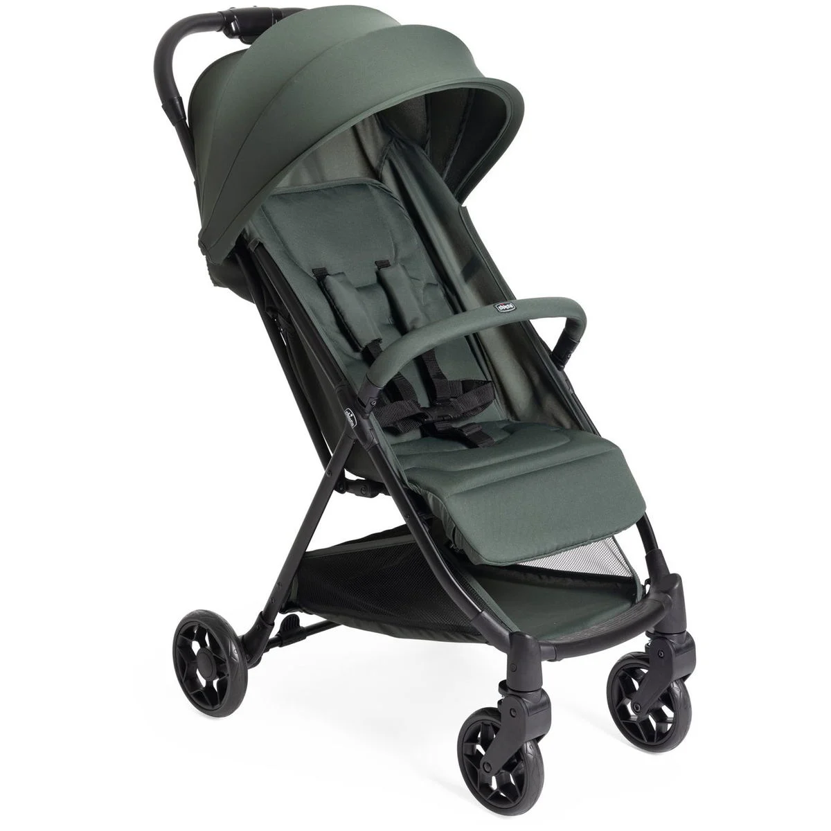 ChiccoUrbino evergreen